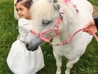 فرس, Miniature horse — الصورة 5