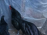सुमात्रा — फ़ोटो 3