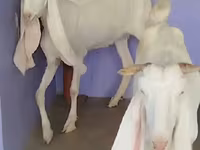 Էգ այծ, Gulabi goats — լուսանկար 3