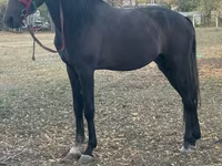 Ձի, Orlov Trotter — լուսանկար 3