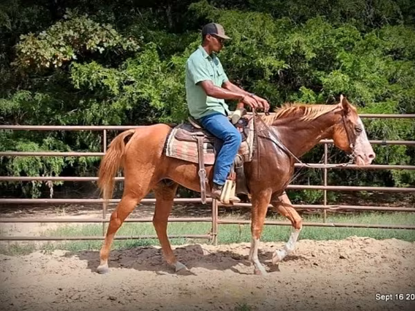 Hengst, American paint horse