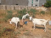 Էգ այծ, Saanen goat — լուսանկար 5