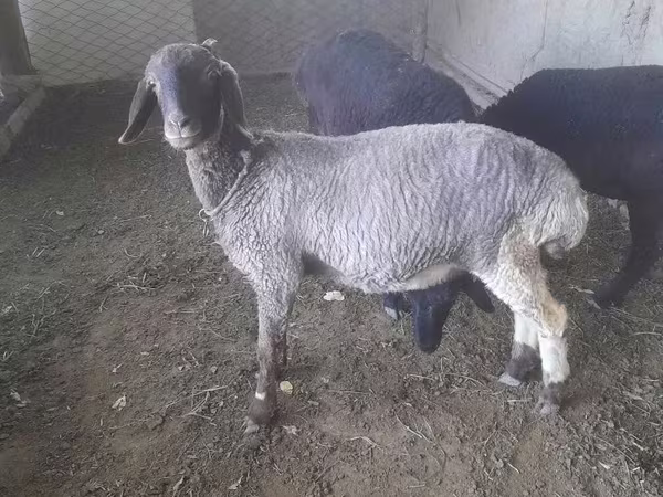 Ոչխարներ (խումբ, սեռը նշված չէ), Ոչխարներ