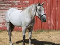 Ձի, Tennessee Walking Horse — լուսանկար 5