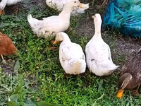 Ducks — photo 3