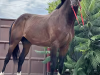 Hengst, Thoroughbred horse — Foto 2