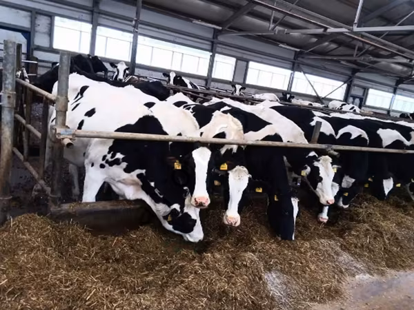 Kuh, Holstein-Rasse