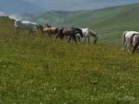 Էգ ձի, Ձիեր — լուսանկար 4