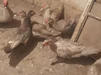 Ducks — الصورة 5