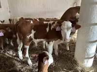 Ցուլ, Simmental cattle — լուսանկար 2