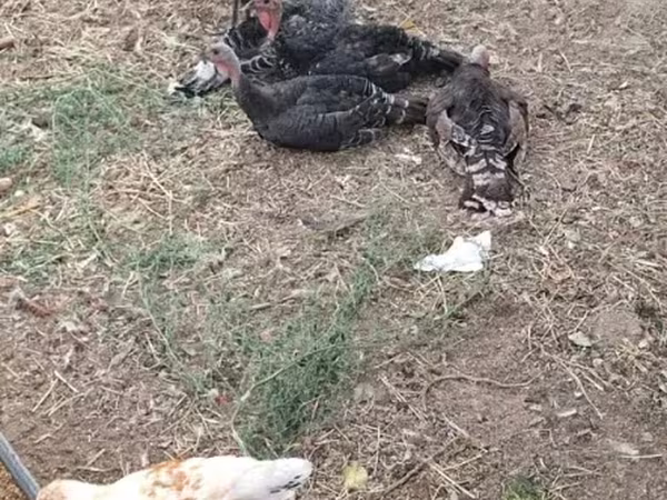 Turkeys — Armenia