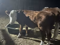 Bulle, Simmental cattle — Foto 5