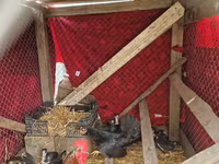 Chickens — լուսանկար 1