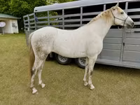 Ձի, Missouri foxtrotter — լուսանկար 1