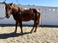 Horse (M), Russian Heavy Draft — photo 4