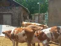सांड, Simmental cattle — फ़ोटो 2