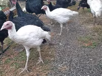 Turkeys — 1-сурет