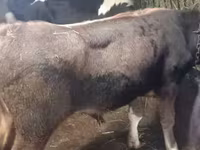 Ցուլ, Russian Black pied cattle — լուսանկար 2