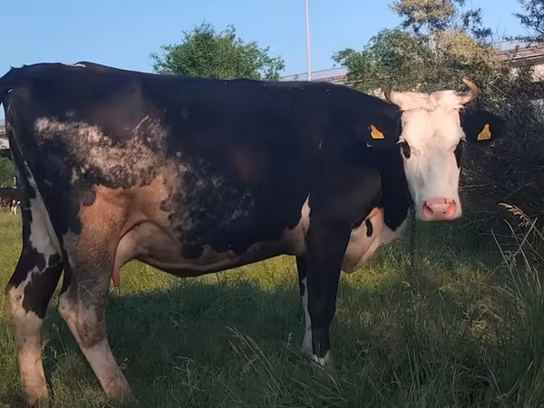 母牛, Holstein breed