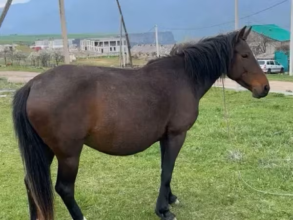 Mare, Horses