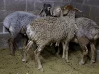 Schaf, Arashan sheep — Foto 8