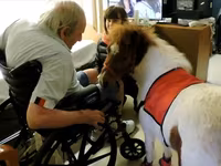 Էգ ձի, Miniature horse — լուսանկար 4