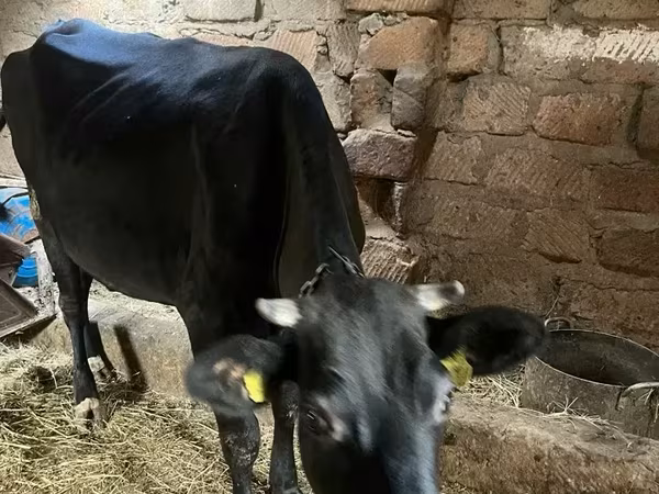 Կով, Խոշոր եղջերավոր