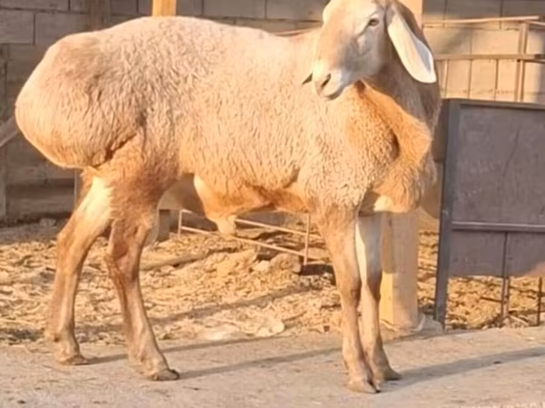 公羊, Hissar sheep