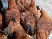 Chickens — լուսանկար 2