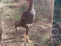 Chickens — foto 4