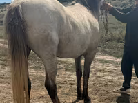 Égua, Cavalos — foto 2