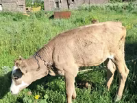 Bulle, Swiss cattle — Foto 1