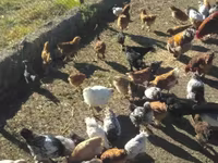 Chickens — լուսանկար 1