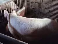 मादा सूअर, सूअर — फ़ोटो 1