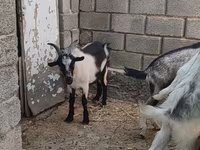Արու այծ, LaMancha goats — լուսանկար 1