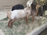 Widder, Edilbay sheep — Foto 3