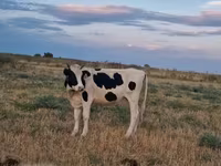 Cow, Holstein breed — photo 1