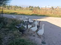 Geese — լուսանկար 1
