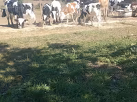 Бұқа, Russian Black pied cattle — 1-сурет