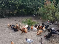 Chickens — 1-сурет