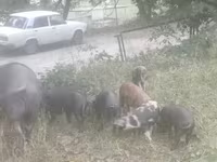 Eber, Schweine — Foto 3