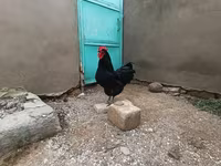 Chickens — Foto 1