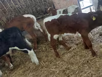 Bull, Simmental cattle — photo 1