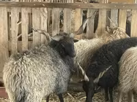 كبش, Racka sheep — الصورة 5
