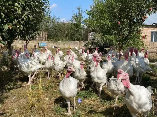 Turkeys — Armenia