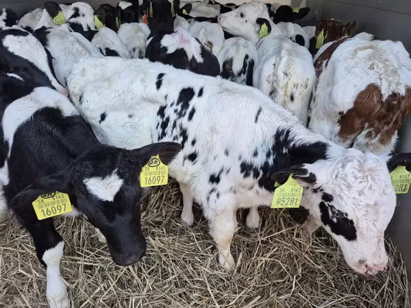 Ցուլ, Simmental cattle