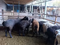 Қой, Rhon sheep — 1-сурет