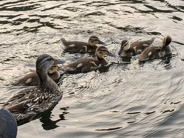 Ducks — Armenien