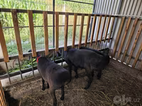 Widder, Hissar sheep — Foto 4