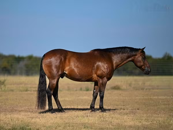 Ձի, Quarter Horse
